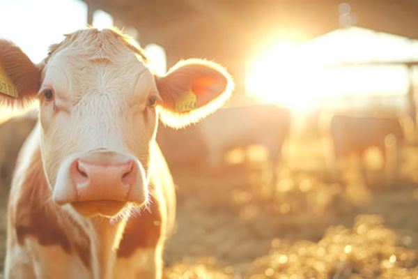 Beefed Up: why beef prices increased and will those higher values be sustained?