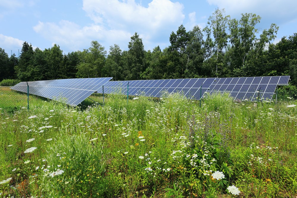 Wildflowers around solar panels