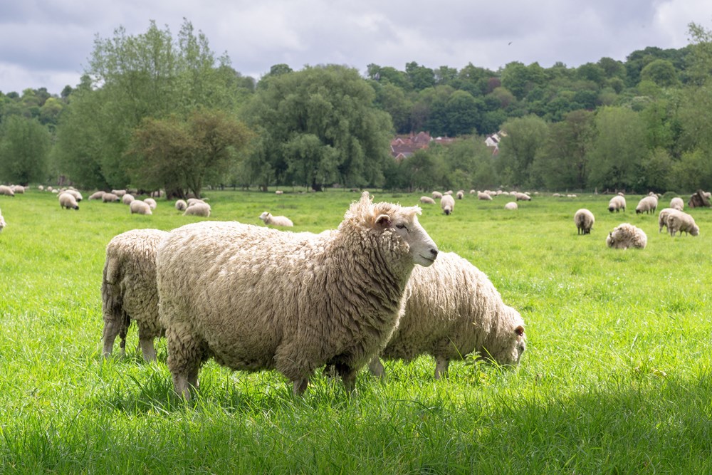 Livestock in a field