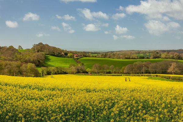 Quarterly Agricultural Update | January - March 2025